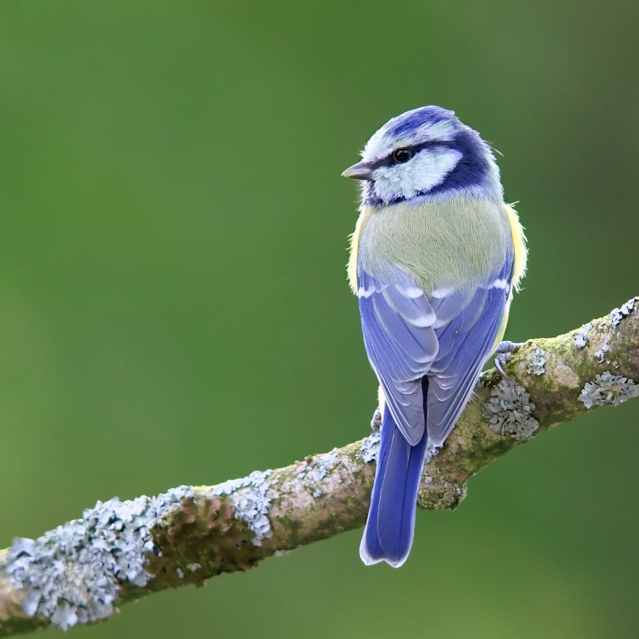 Blue-Bird.jpg