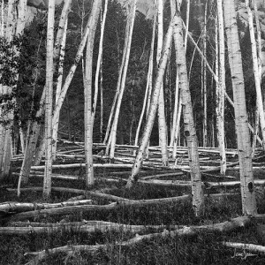 Aspen Boles Colorado