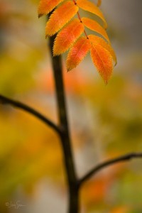 Autumn Zen Colorado