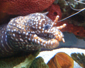 dragon-moray1